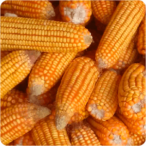 Corn